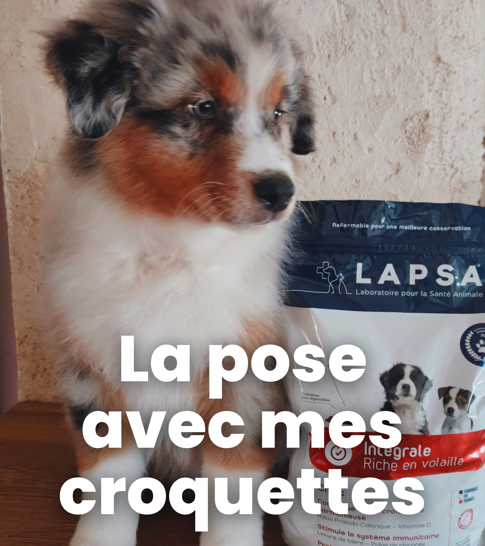 ope fev créa pose avec mes croquettes